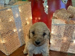 Standard Poodle dogs for sale: Tommy - Ad 2