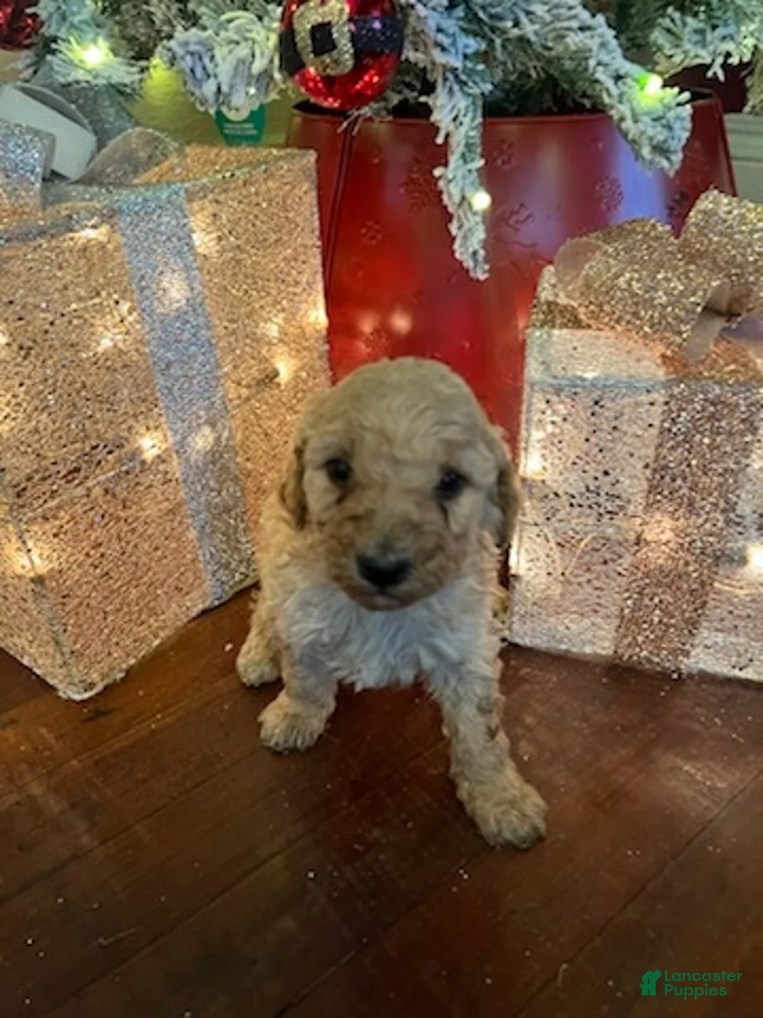 Standard Poodle dogs for sale: Tommy - Ad 1