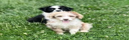 Aussiedoodle dogs for sale: Buckle - Ad 5