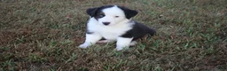 Miniature Australian Shepherd dogs for sale: Ellis - Ad 11