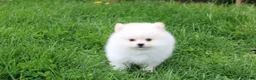 Pomeranian dogs for sale: Charlie  - Ad 4