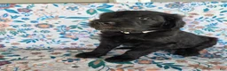 Goldendoodle dogs for sale: Silver Girl - Ad 5
