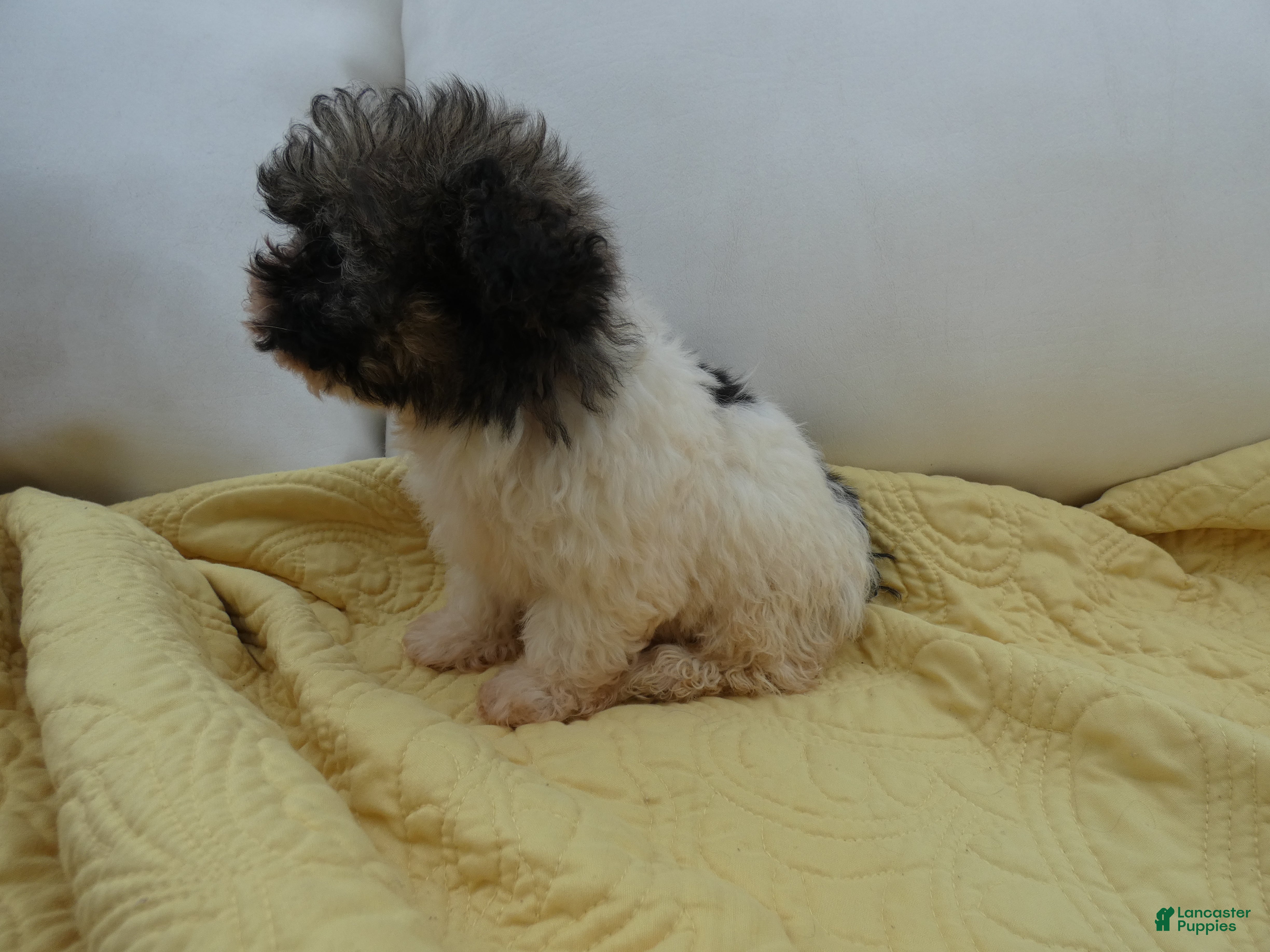 Havanese dogs Princess-Female - Ad 1