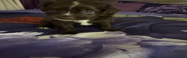 Chipoo 1