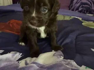Chipoo dogs Prince - Ad 3