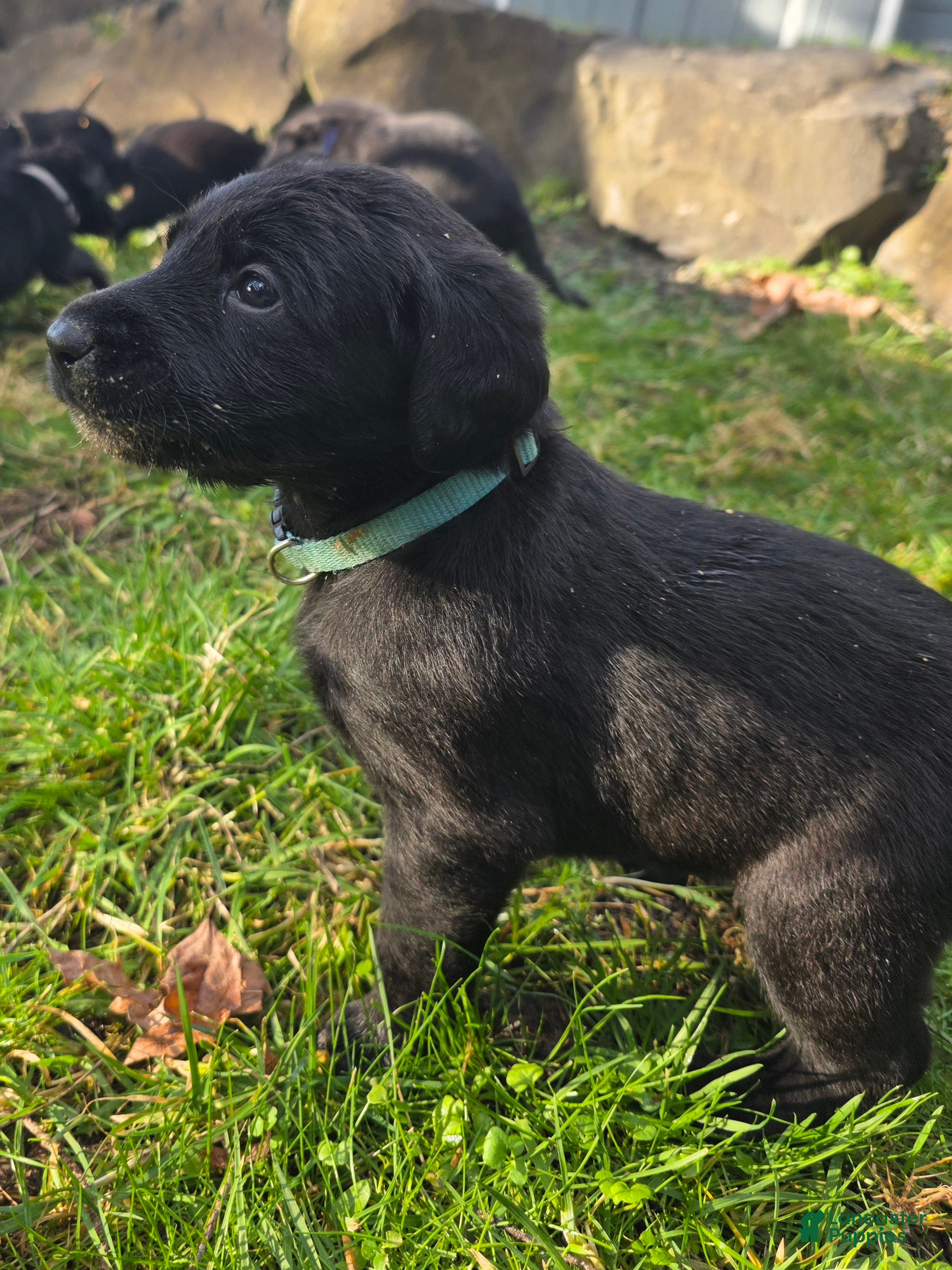 Labradoodle dogs Loka (light blue collar) - Ad 3