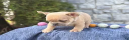 French Bulldog dogs for sale: Bo - Ad 11