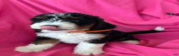 Mini Bernedoodle dogs for sale: OAKLEY - Ad 2