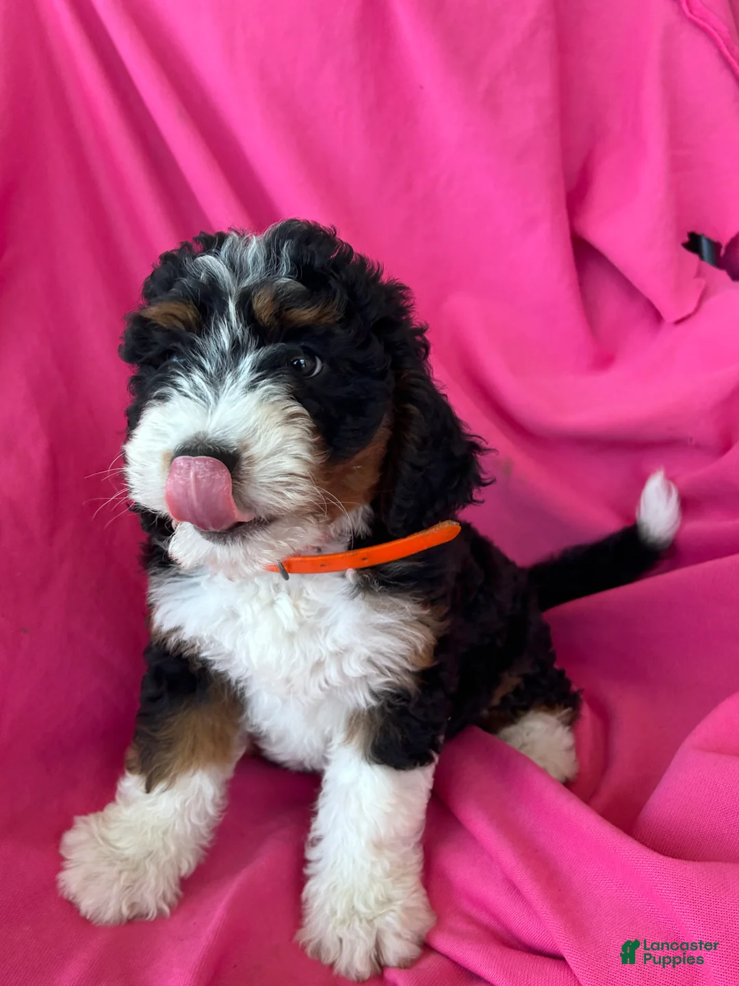 Mini Bernedoodle dogs for sale: OAKLEY - Ad 2