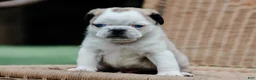Pug dogs for sale: Jabez - Ad 3