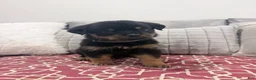 Rottweiler dogs for sale: Brown collar, female - Ad 2
