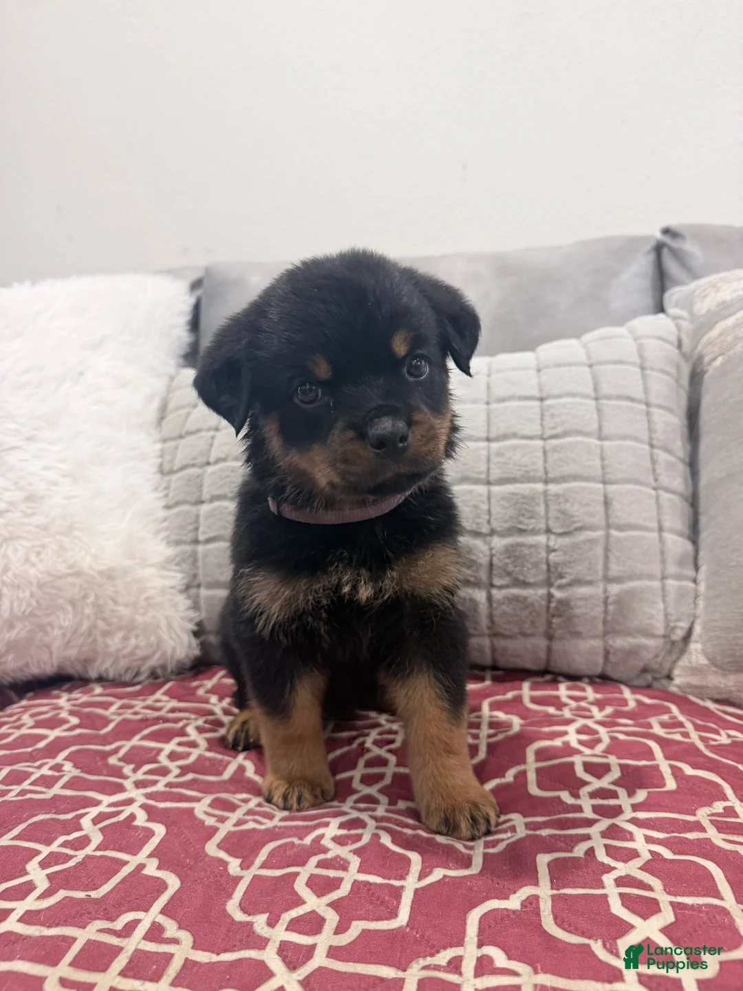 Rottweiler dogs for sale: Brown collar, female - Ad 2