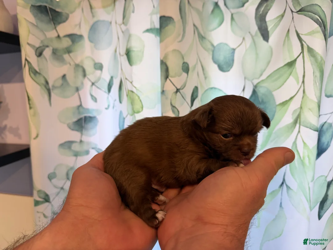 Chihuahua dogs for sale: Bjorn - Ad 1