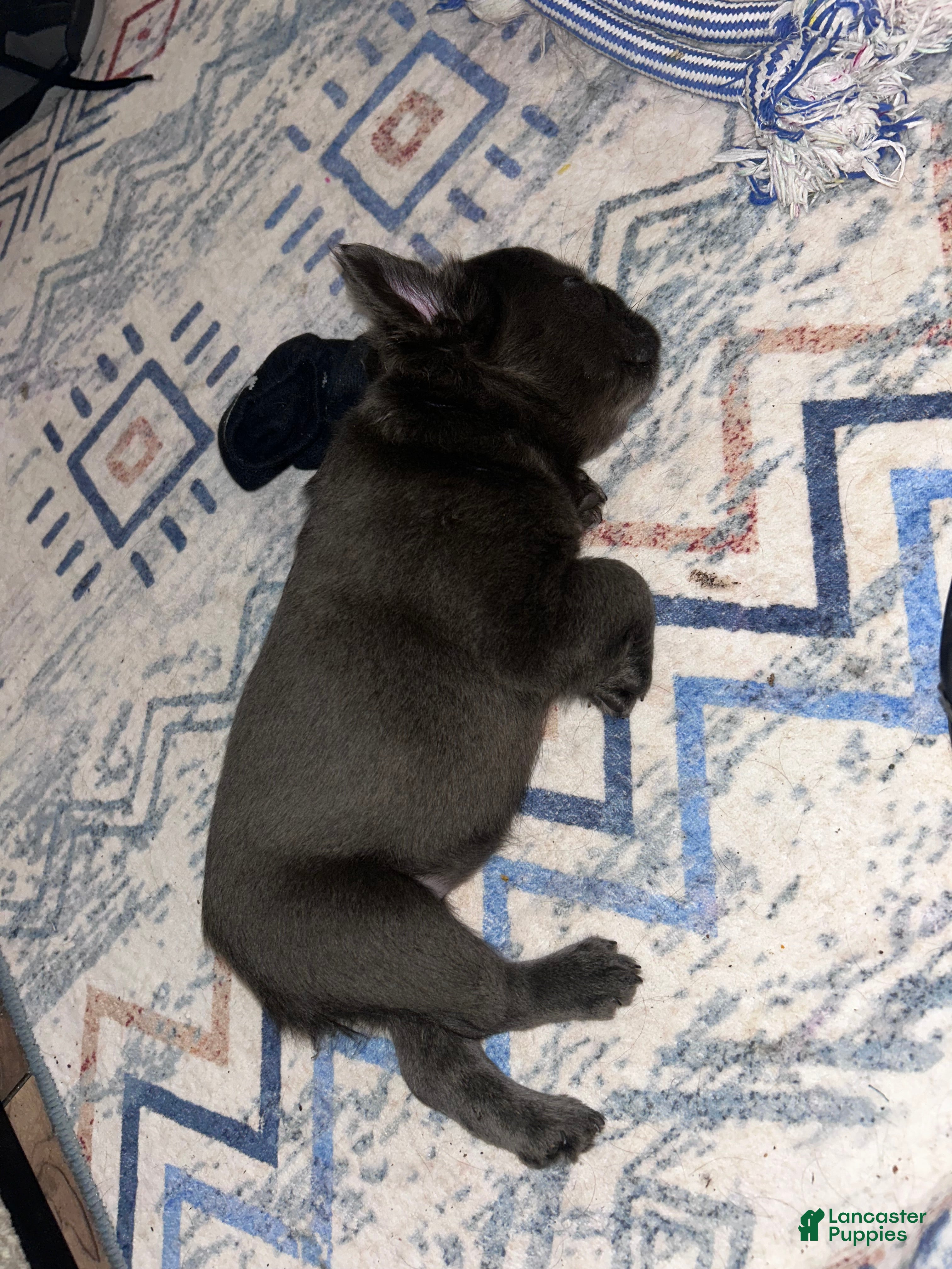 French Bulldog dogs Jersey Girl  - Ad 1