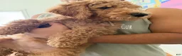 Labradoodle dogs for sale: Labradoodle 2 - Ad 3