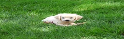 Golden Retriever dogs for sale: Tori - Ad 2