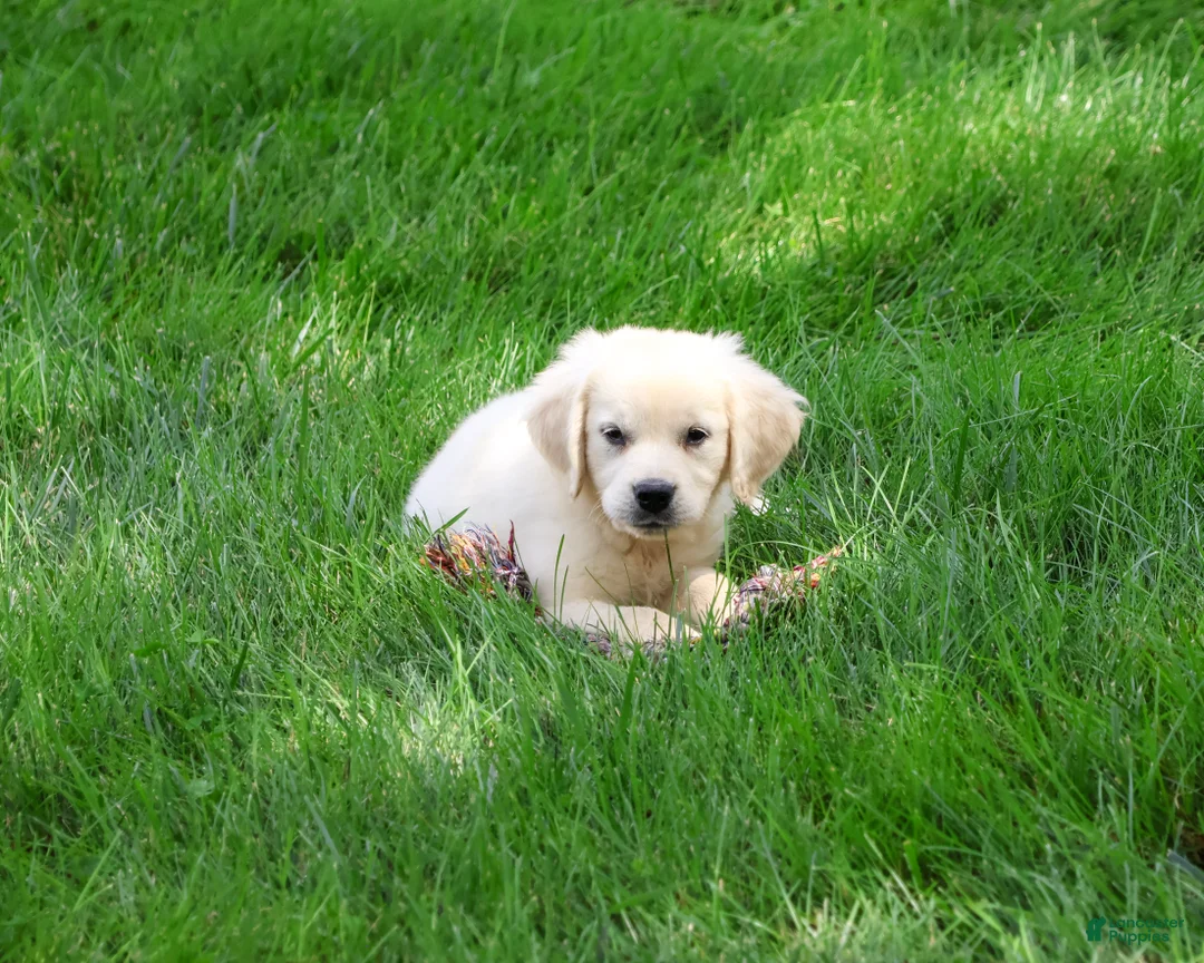 Golden Retriever dogs for sale: Tori - Ad 2