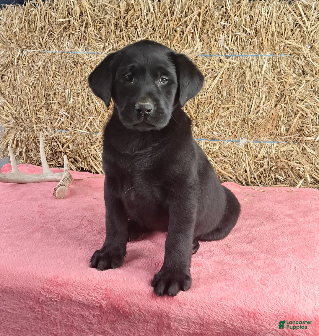 Labrador Retriever dogs for sale: Ashley - Ad 1
