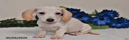 Miniature Dachshund dogs for sale: Izzy - Ad 4