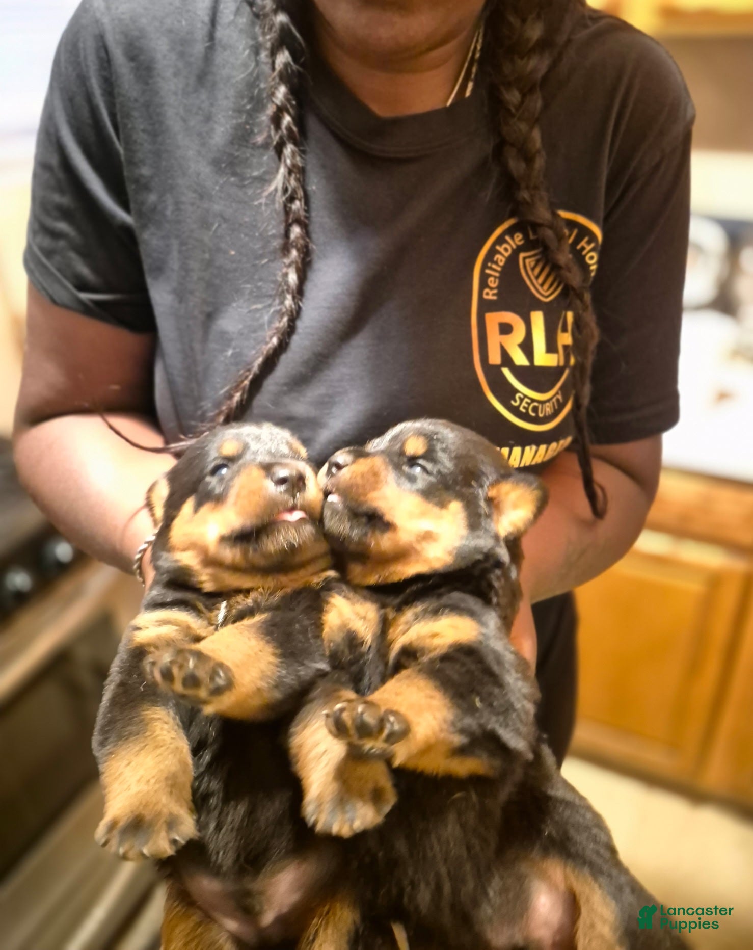 Rottweiler dogs for sale: Rottweiler 5 - Ad 1