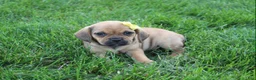 Puggle dogs for sale: Allie - Ad 4