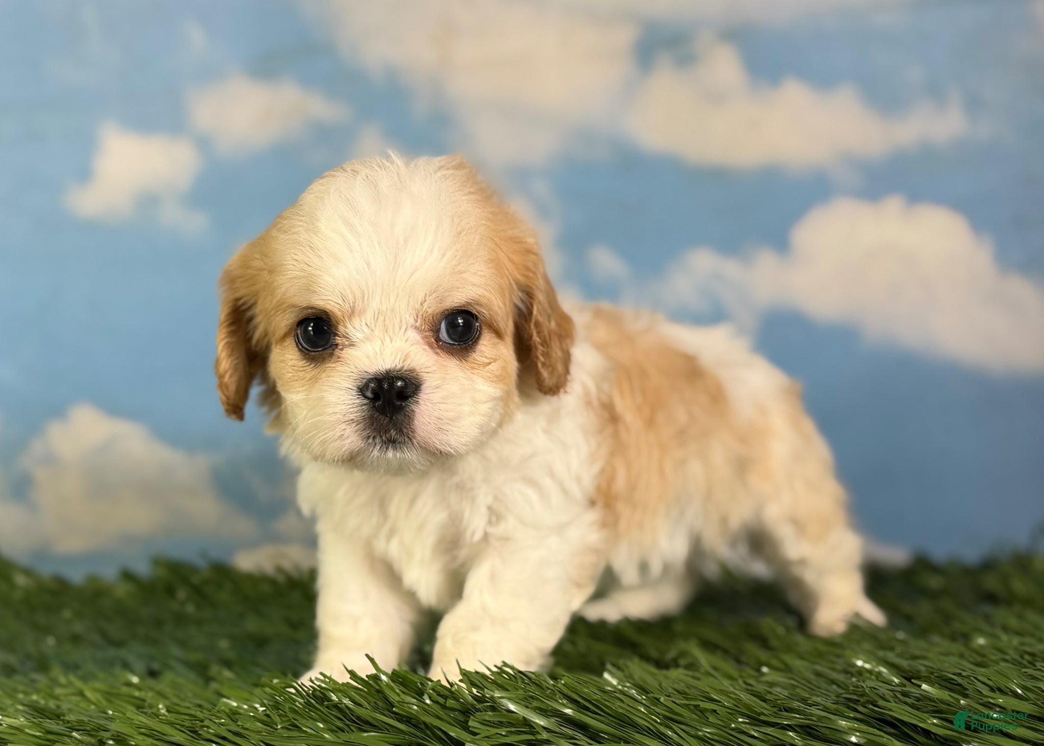 Cavapoo dogs Queso - Ad 1