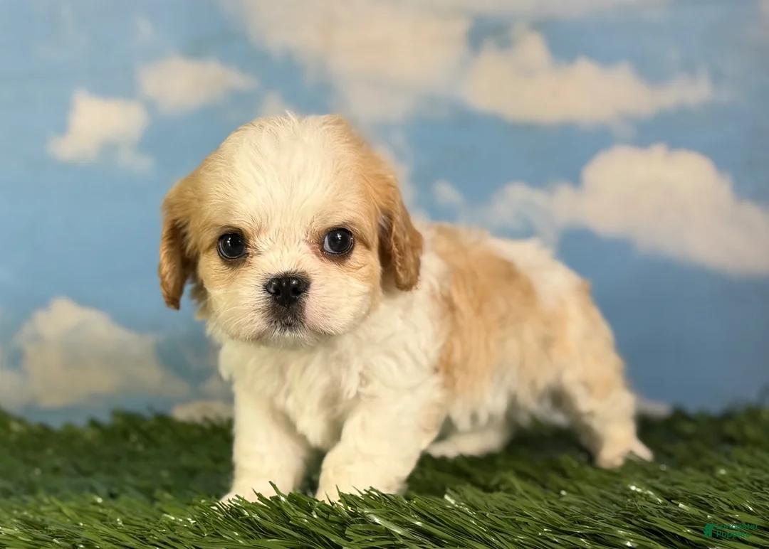 Cavapoo dogs for sale: Queso - Ad 2