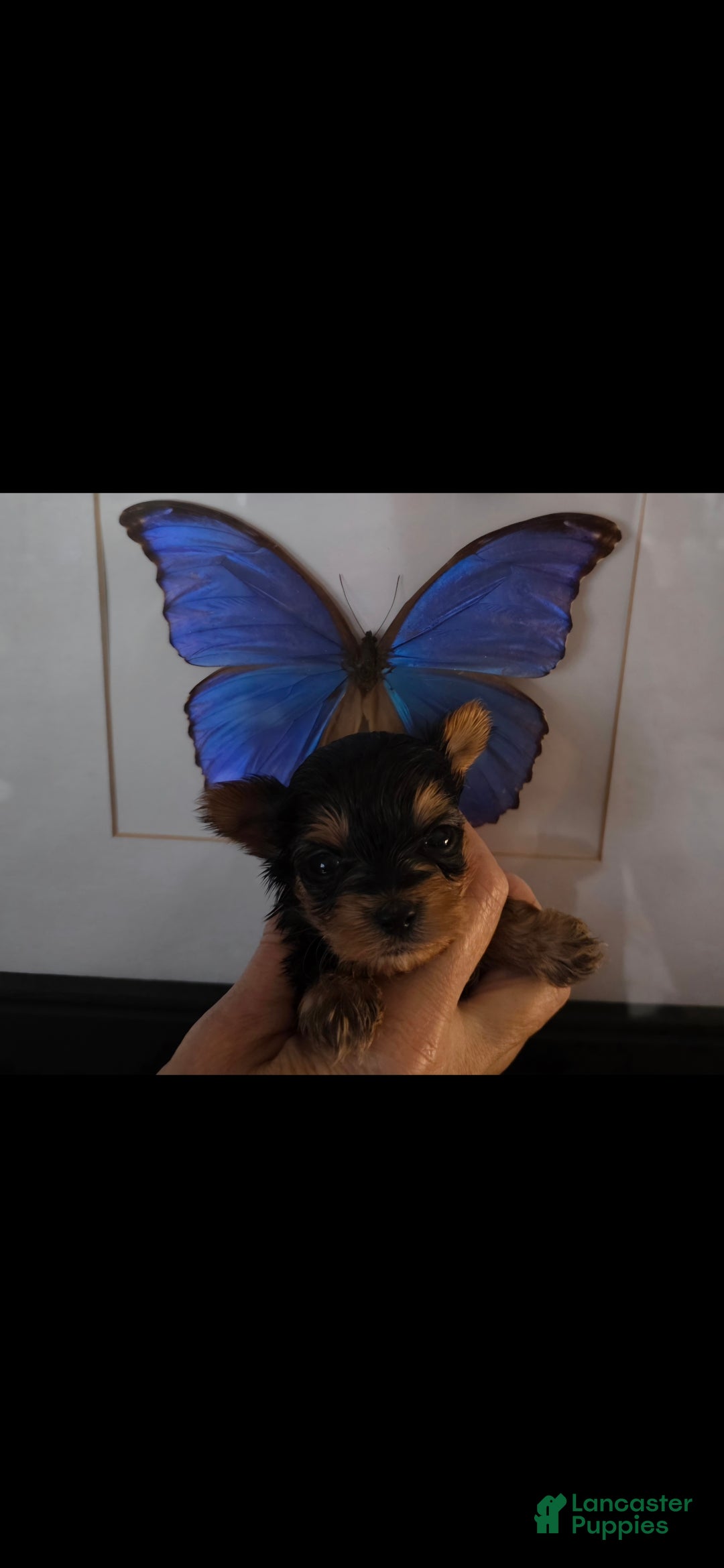 Yorkshire Terrier dogs Nugget - Ad 1