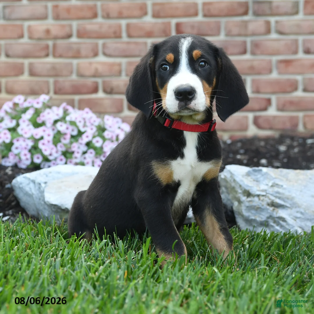 Greater Swiss Mountain Dog dogs for sale: Taz - Ad 3