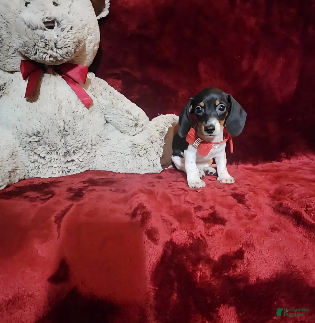 Miniature Dachshund dogs for sale: CHEYENNE - Ad 6