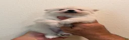 Pomeranian dogs for sale: Pomeranian Puppy 1 - Ad 2
