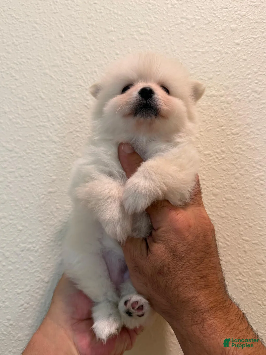 Pomeranian dogs for sale: Pomeranian Puppy 1 - Ad 2