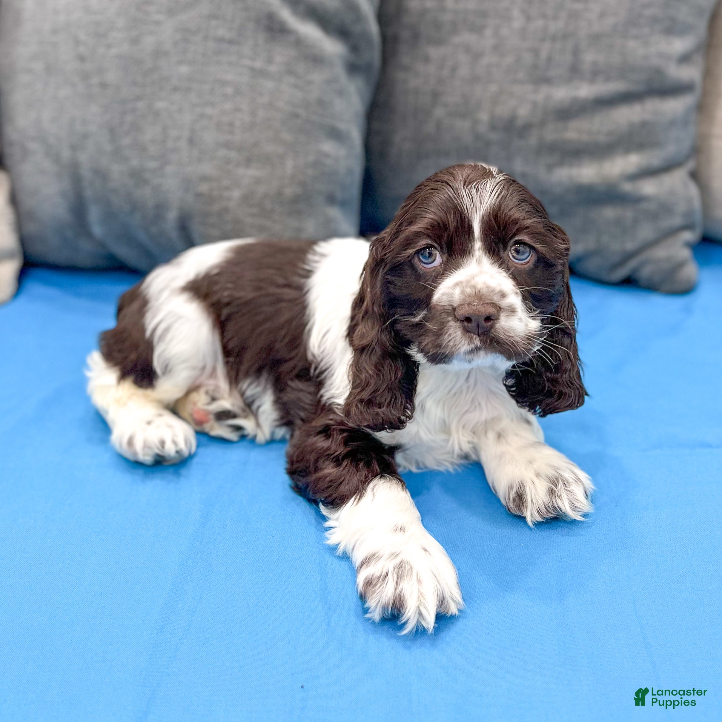 Cocker Spaniel dogs Callie - Ad 2
