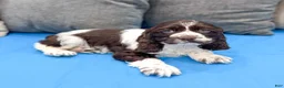Cocker Spaniel dogs for sale: Callie - Ad 2