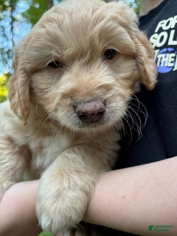 Mixed Breed dogs Milo - Ad 2