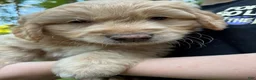 Mixed Breed dogs for sale: Milo - Ad 4