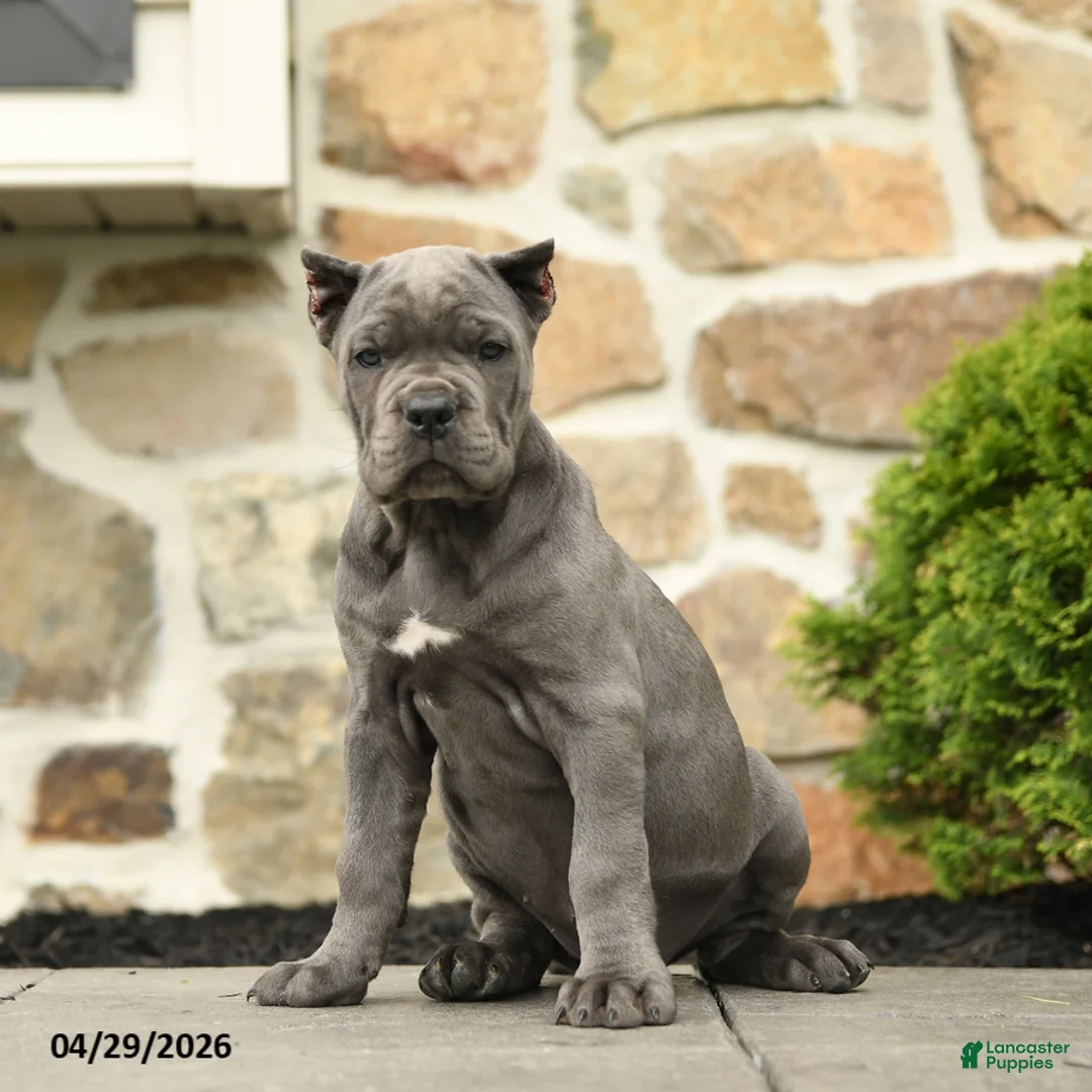 Cane Corso dogs for sale: Pipper - Ad 2