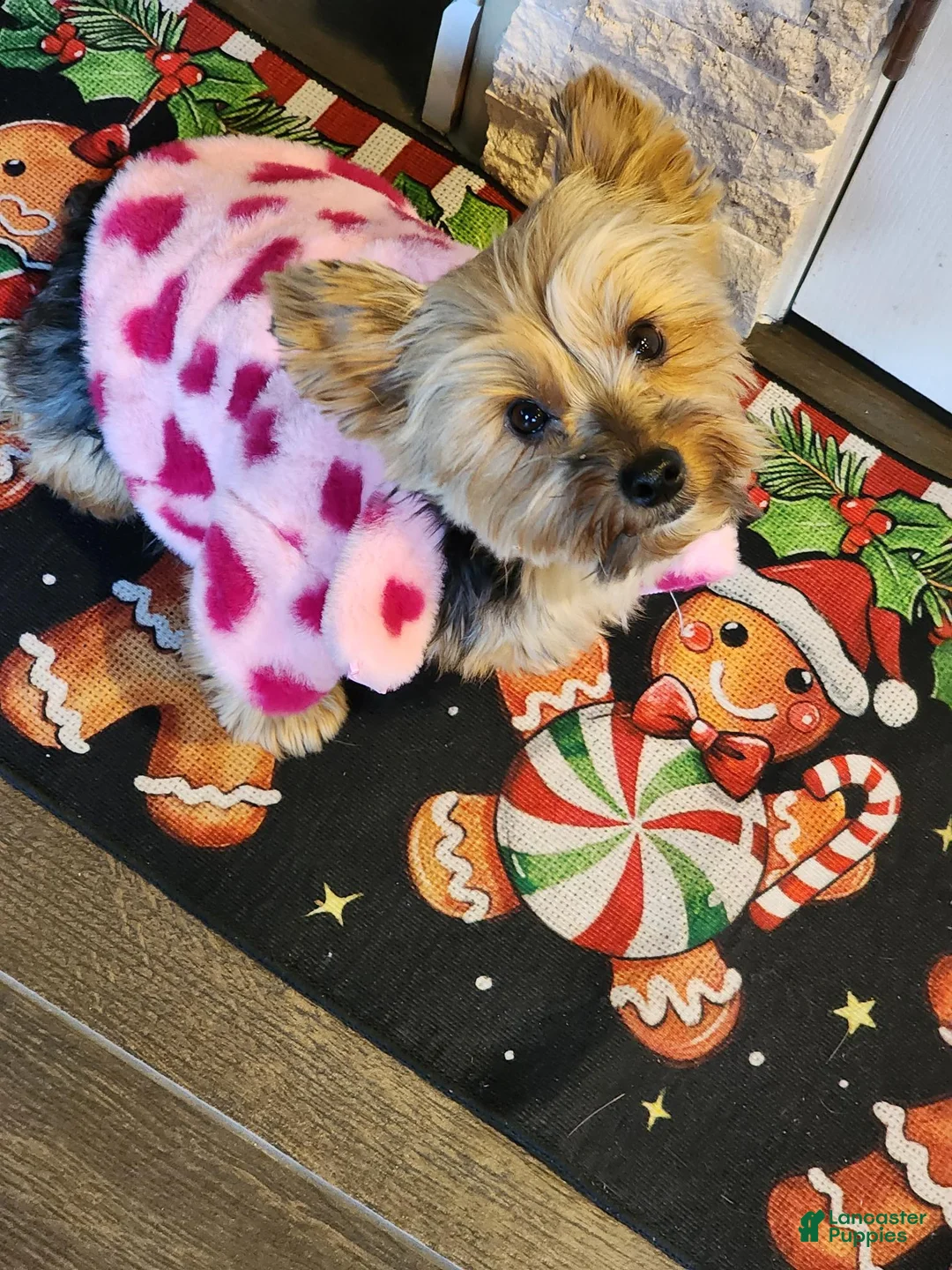 Yorkshire Terrier dogs for sale: Yorkshire Terrier Prince  Charming - Ad 4