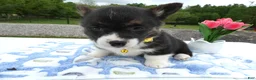 Welsh Corgi Pembroke dogs for sale: Welsh Corgi Pembroke Puppy 3 Ireland - Ad 3