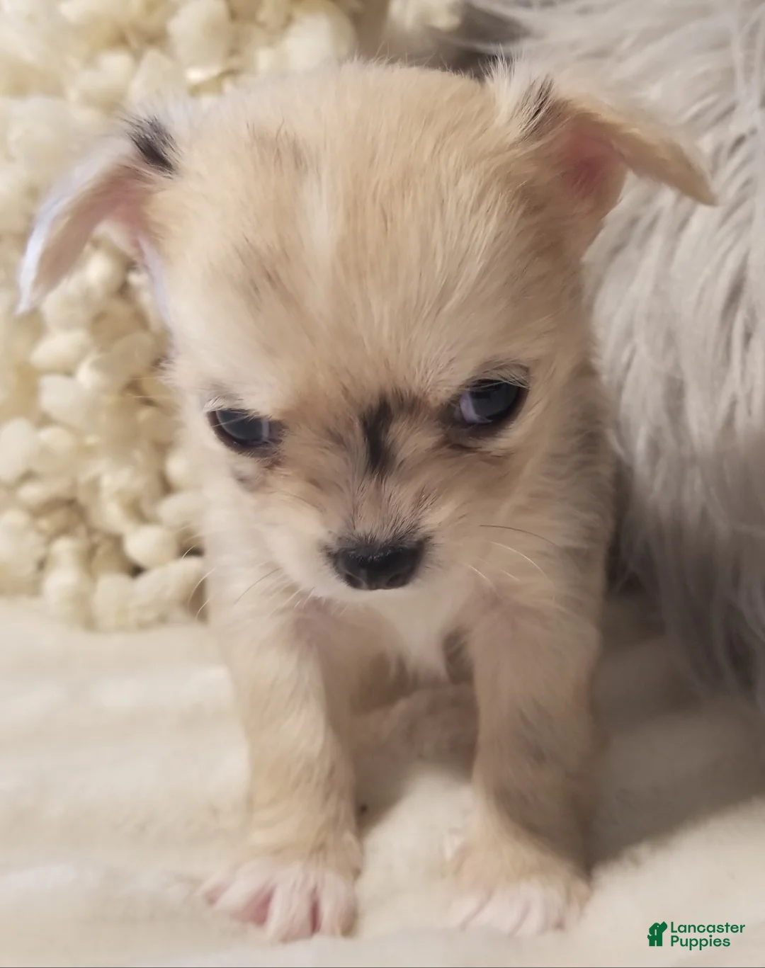 Chihuahua dogs for sale: Chihuahua Puppy 1 - Ad 2