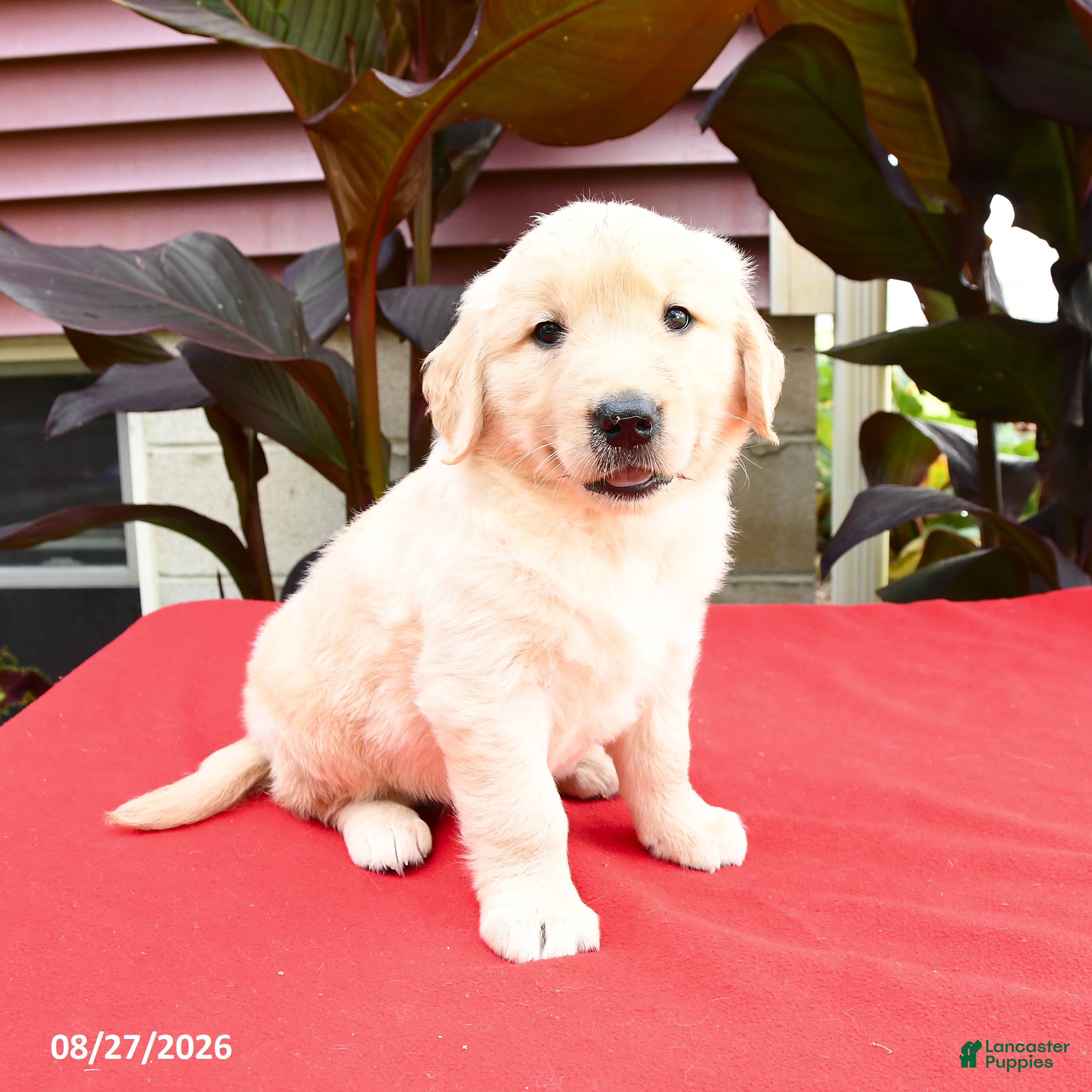 Golden Retriever dogs Chad - Ad 1