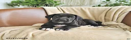 Great Dane dogs for sale: Bridget - Ad 2