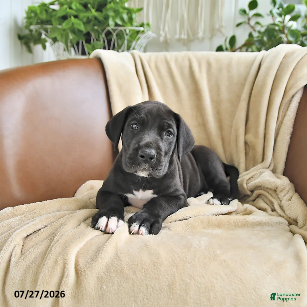 Great Dane dogs for sale: Bridget - Ad 2