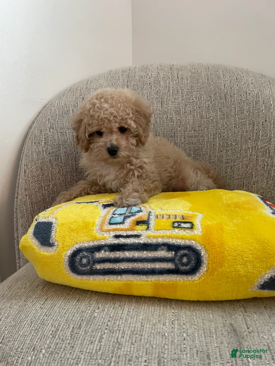 Toy Poodle dogs for sale: Oliver - Ad 9