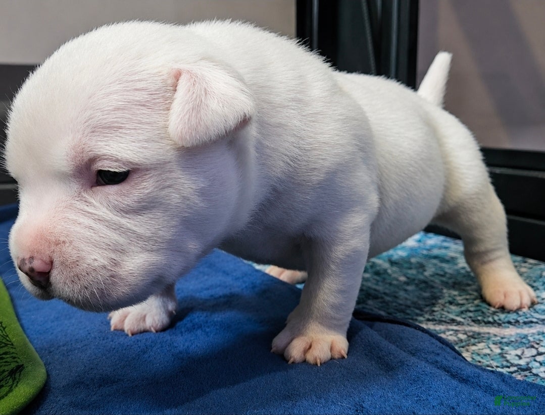 American Bully dogs White Male - Tatanka - Ad 1