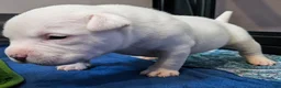 American Bully dogs for sale: White Male - Tatanka - Ad 1