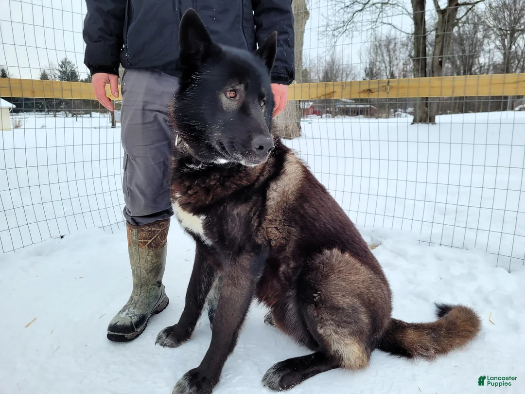 Mixed Breed dogs for sale: Thor - Ad 6