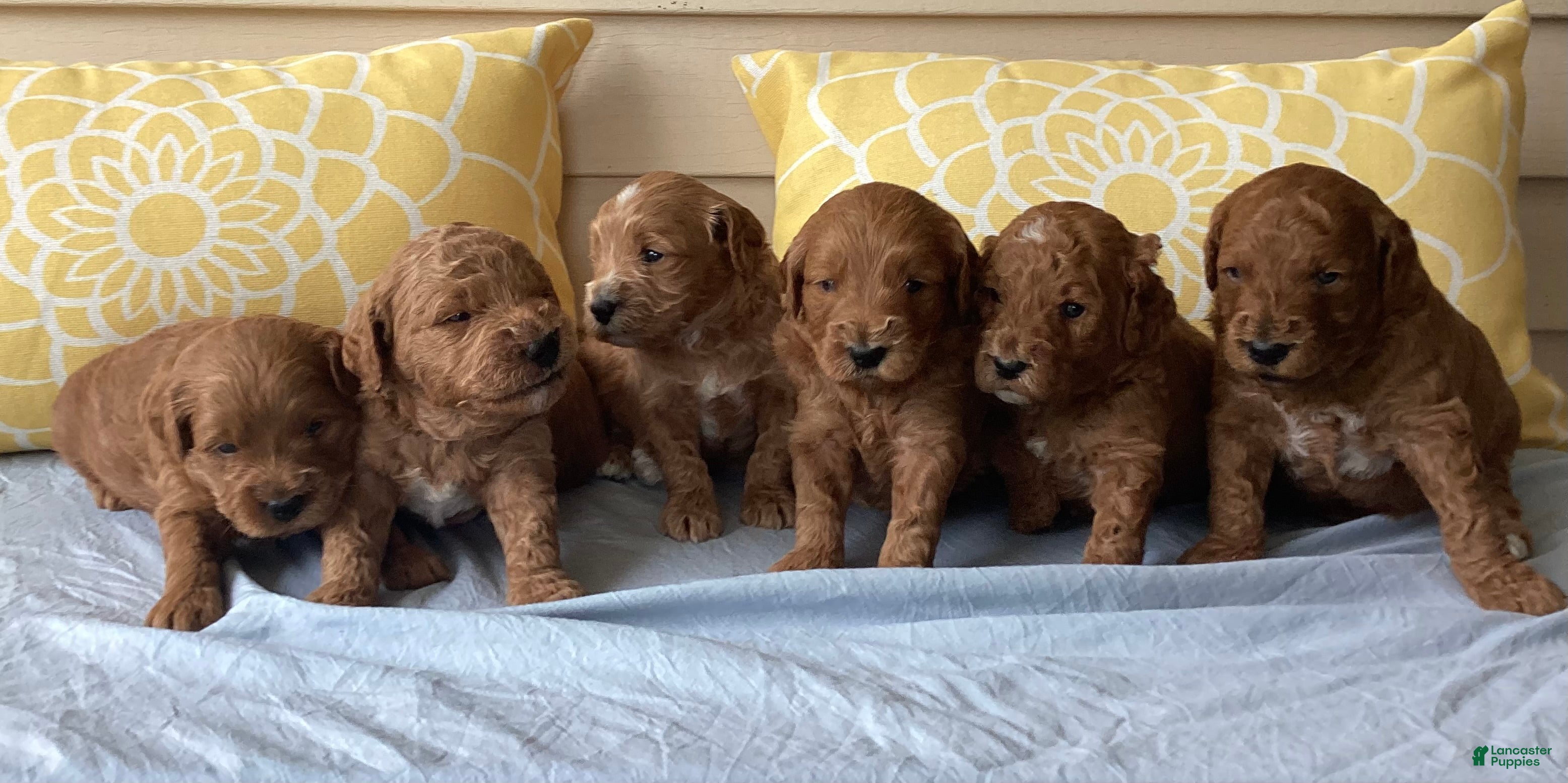 Mini Goldendoodle dogs Mini Goldendoodle “Ollie” - Ad 2