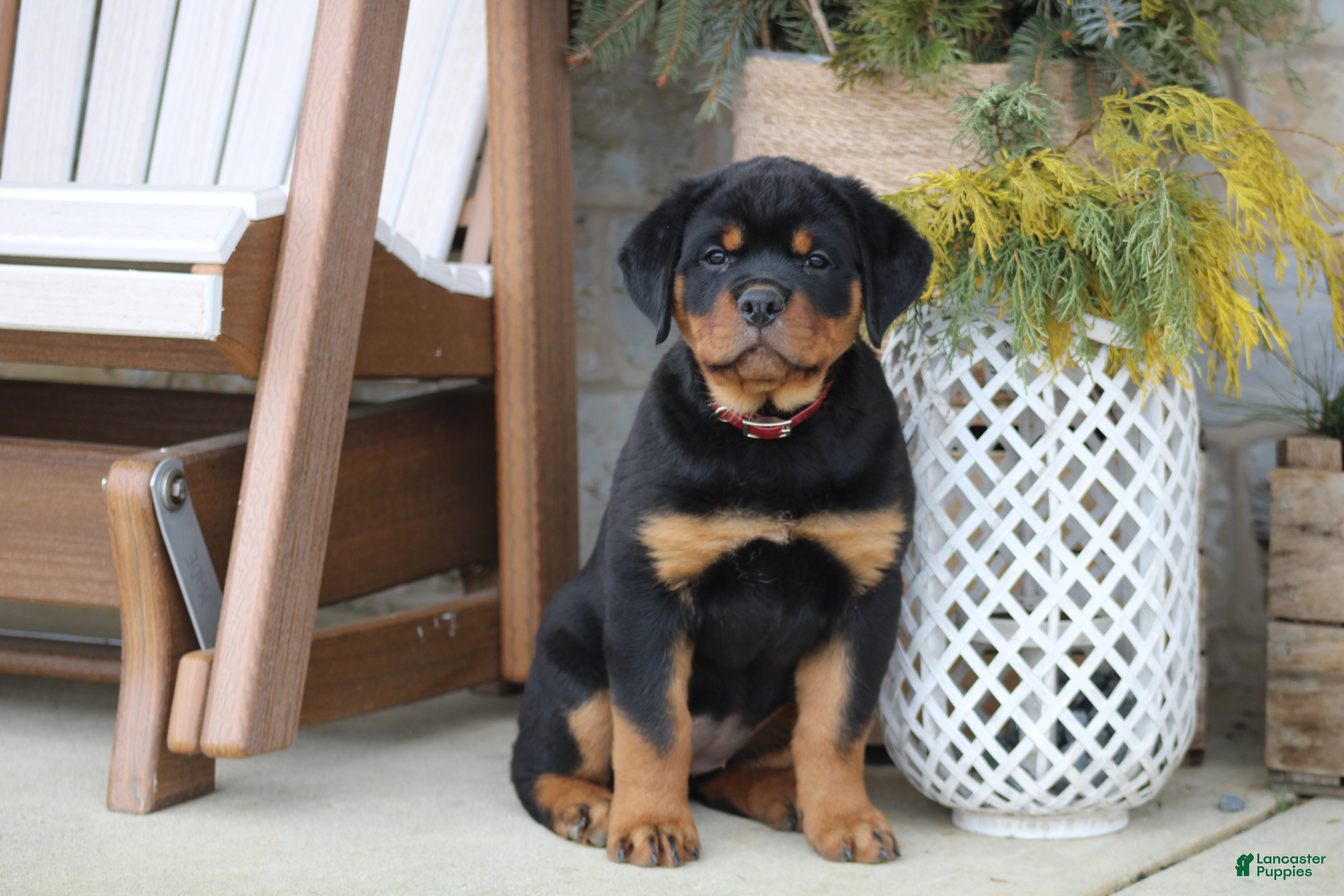 Rottweiler dogs Holly - Ad 31