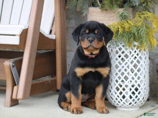 Rottweiler dogs Holly - Ad 38